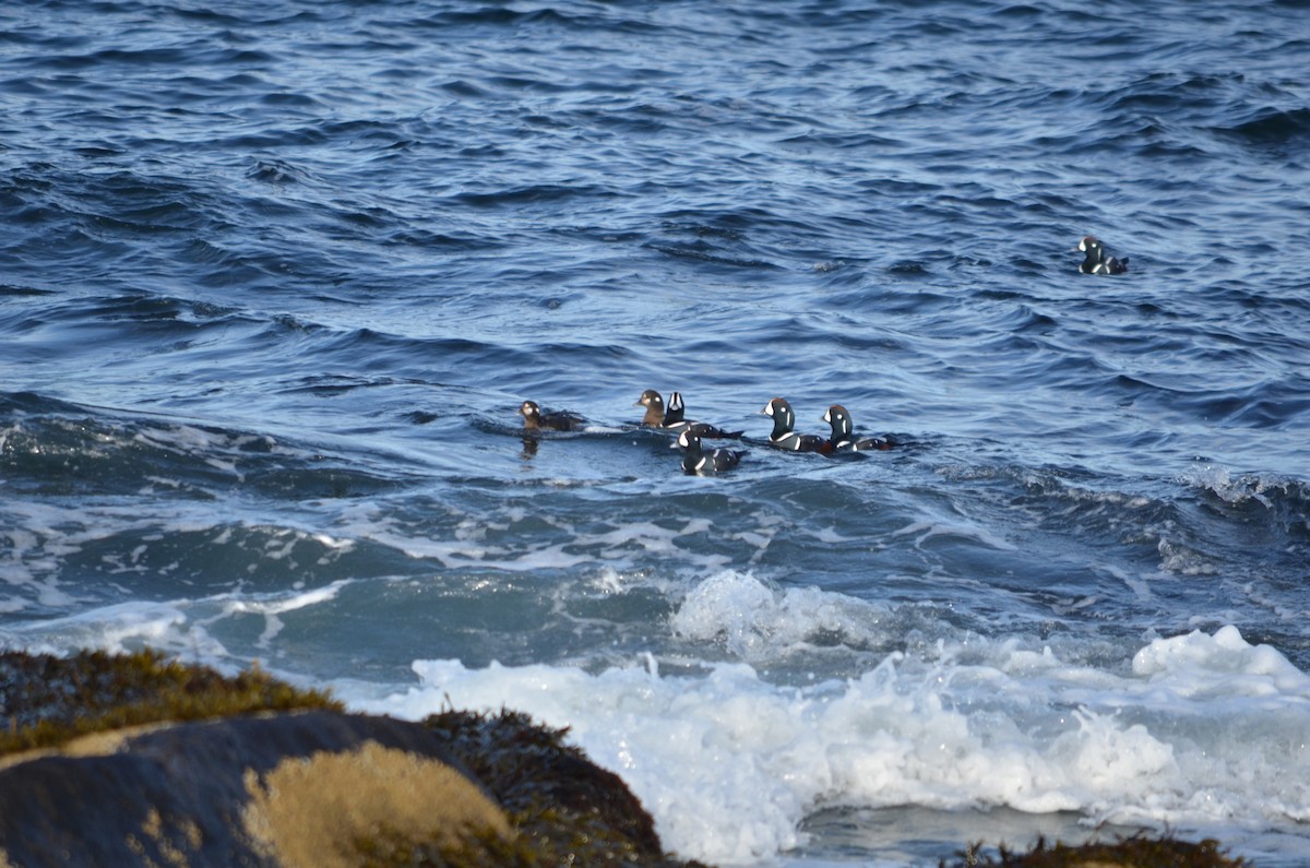 Ahate arlekina - ML645567589