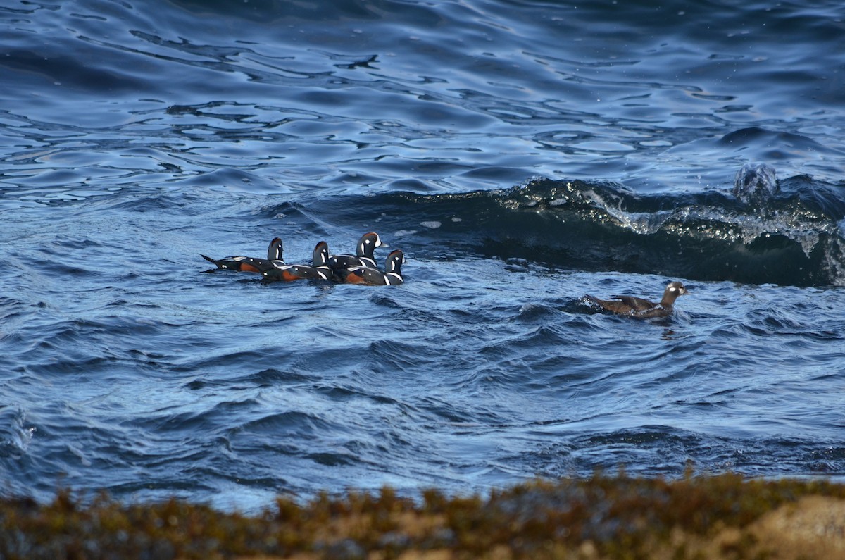 Ahate arlekina - ML645567590