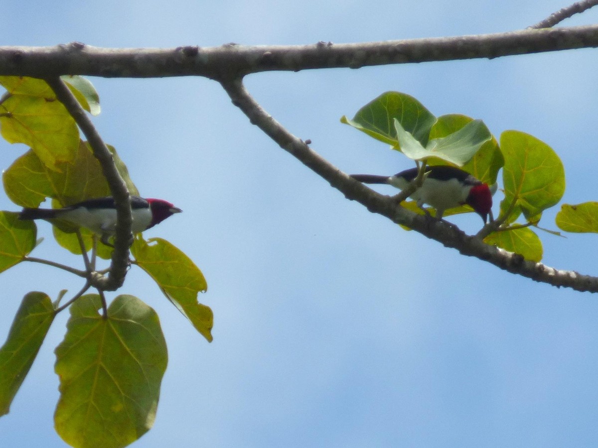 Schwarzohrtangare - ML645567595