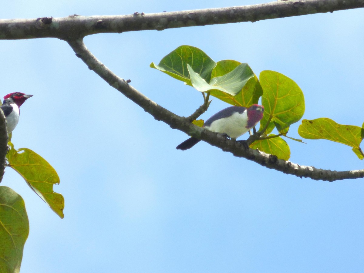 Schwarzohrtangare - ML645567596