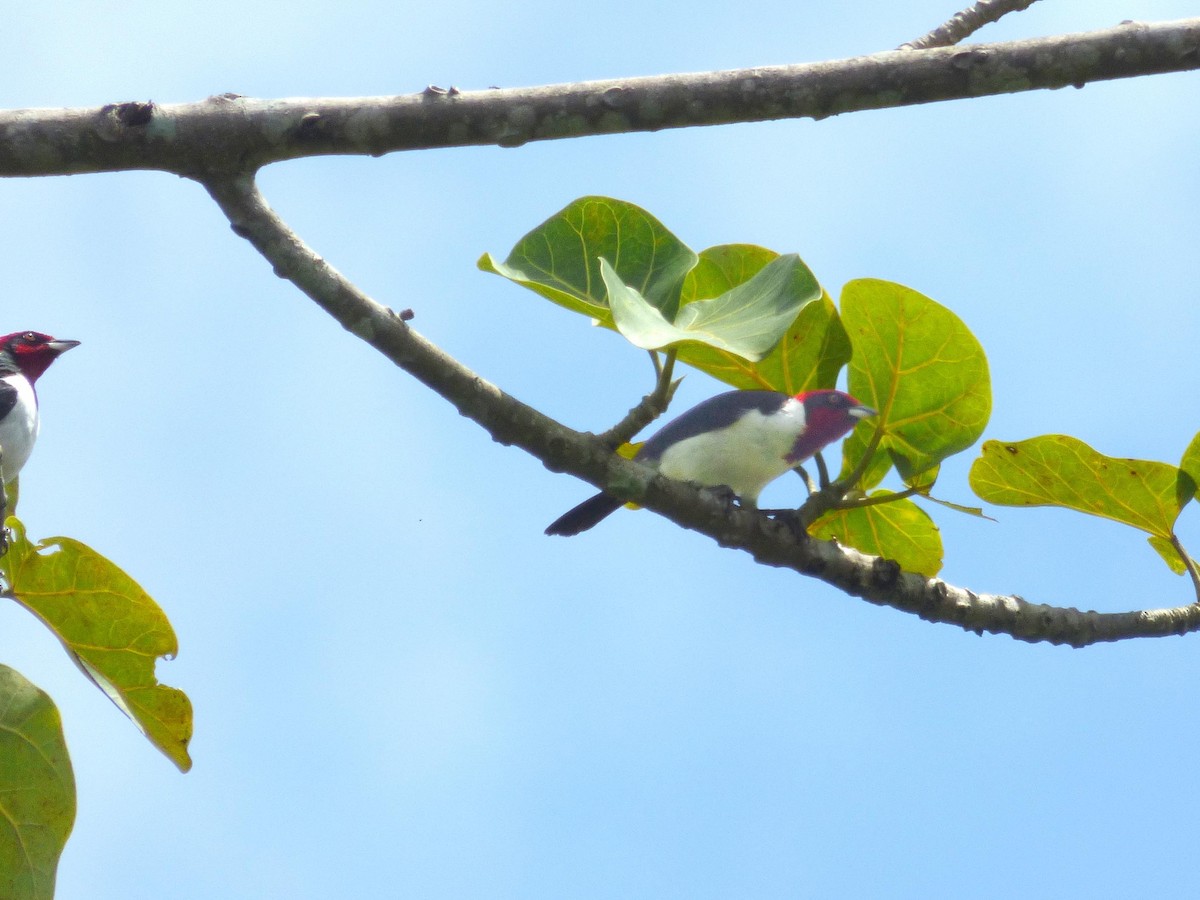 Schwarzohrtangare - ML645567597