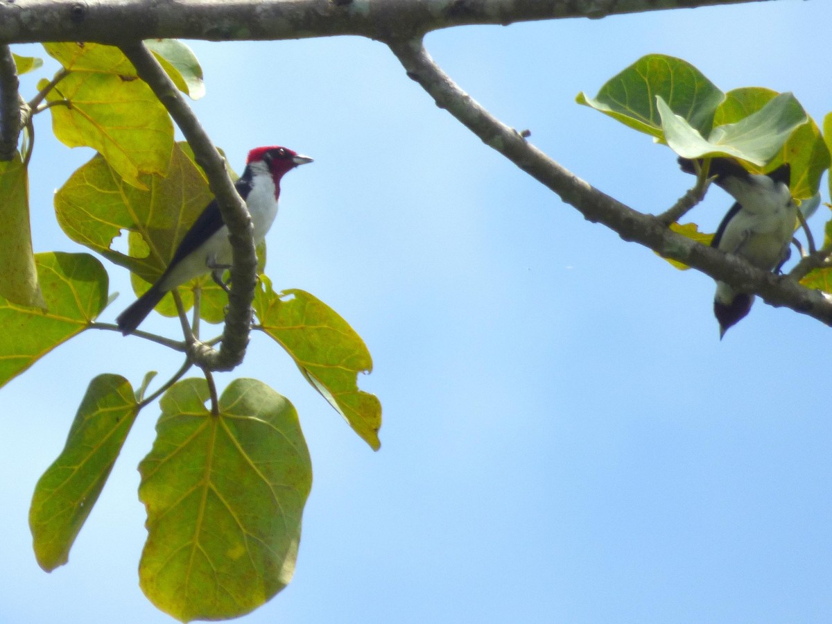 Schwarzohrtangare - ML645567598