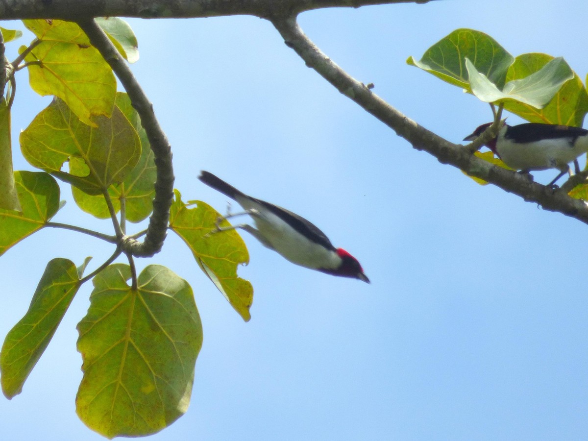 Schwarzohrtangare - ML645567599