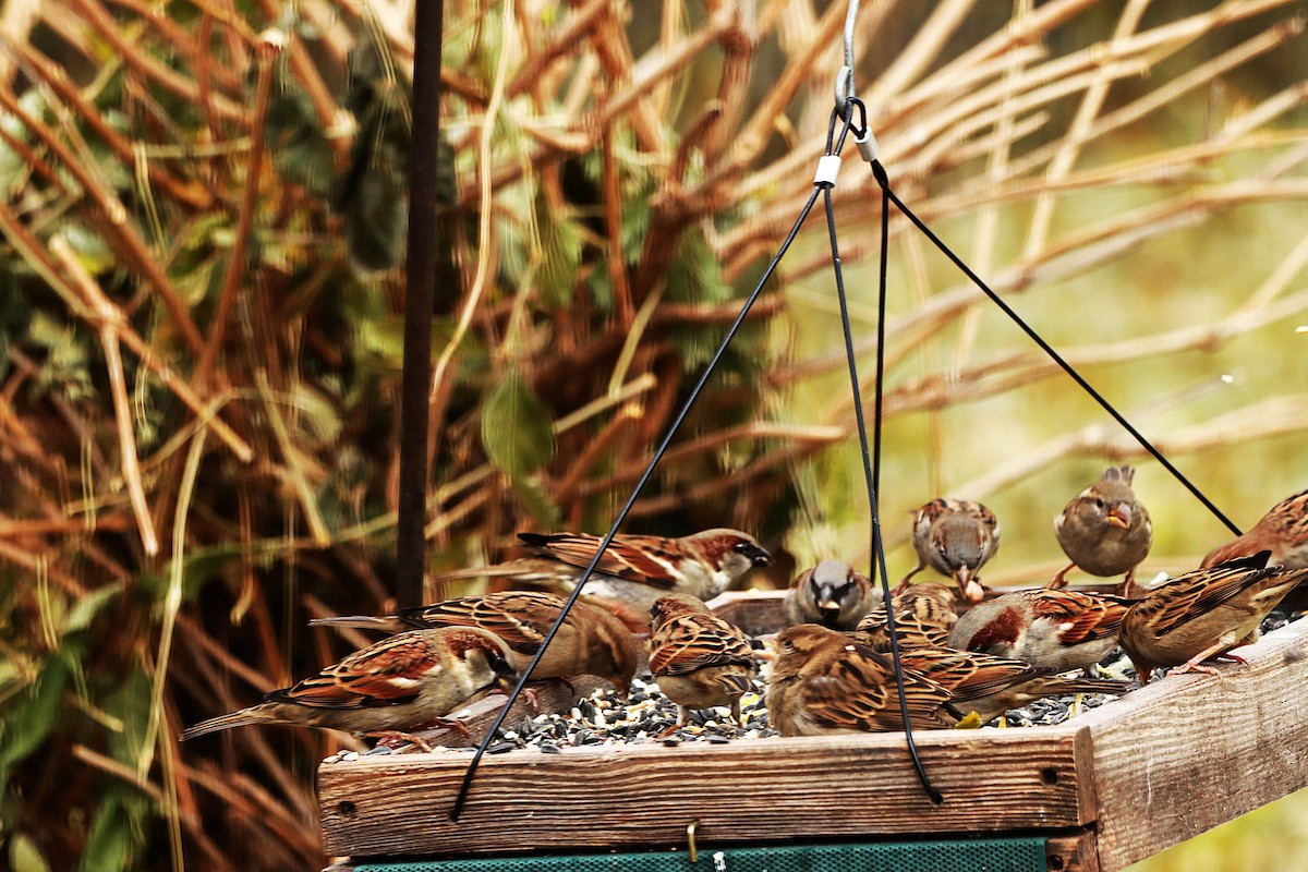 דרור הבית - ML645567601