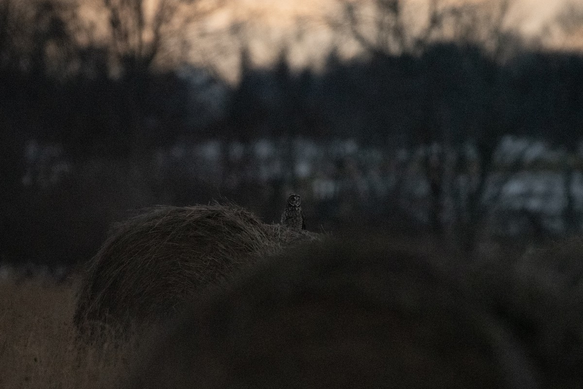 Long-eared Owl - ML645567602