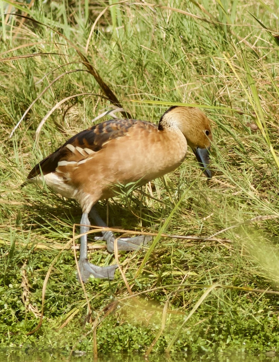 Zuhaitz-ahate kolorebikoa - ML645567604