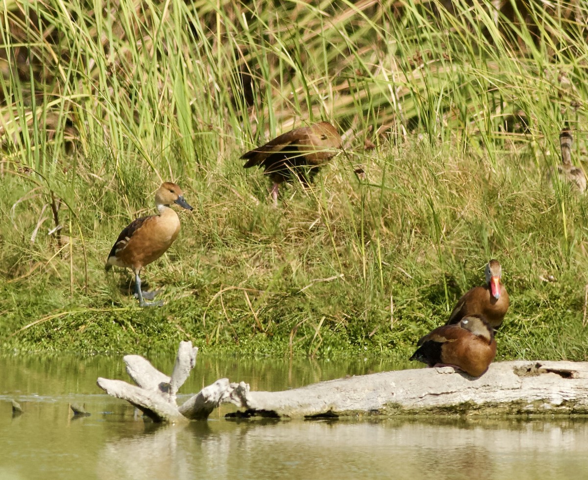 Zuhaitz-ahate kolorebikoa - ML645567605