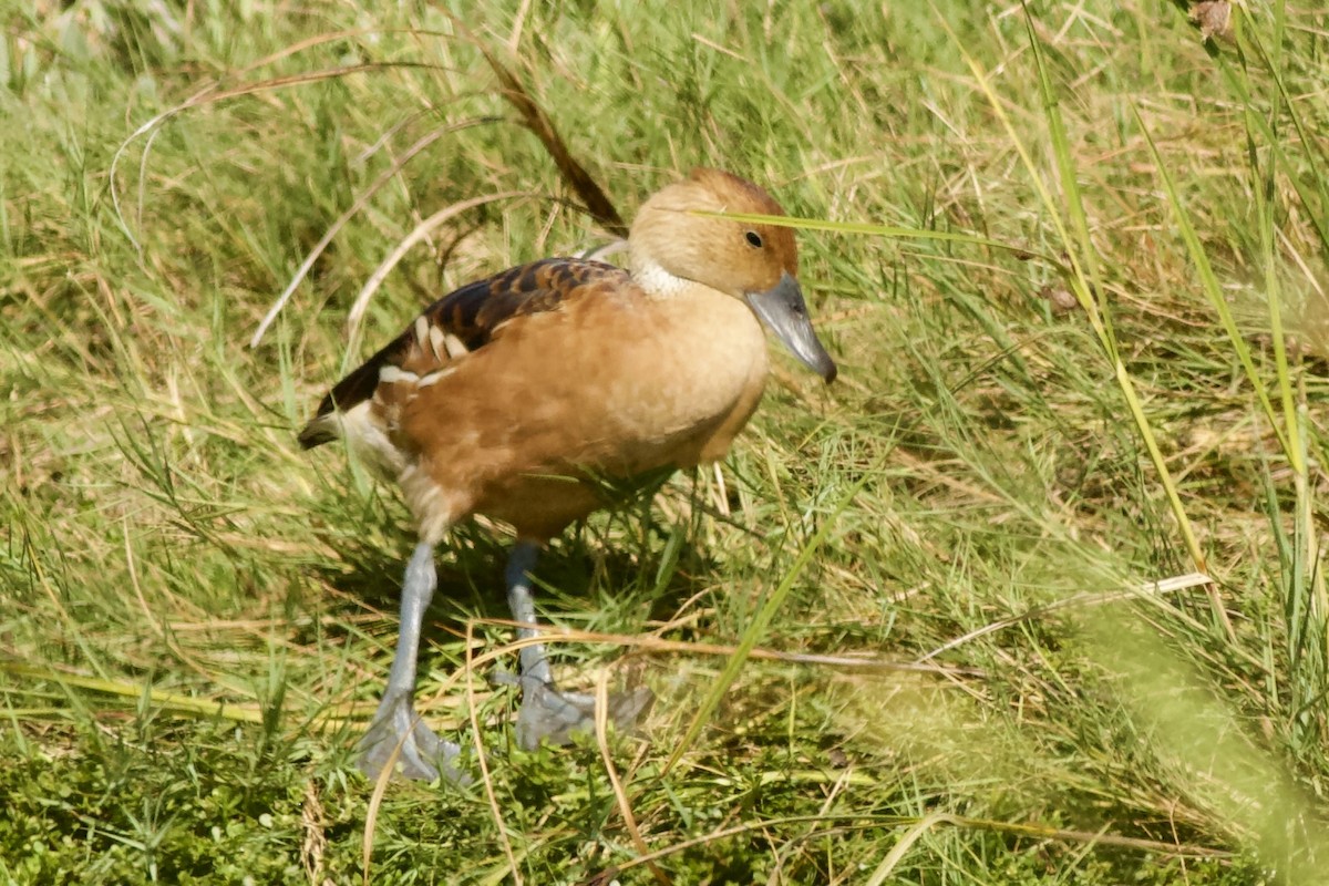 Zuhaitz-ahate kolorebikoa - ML645567606