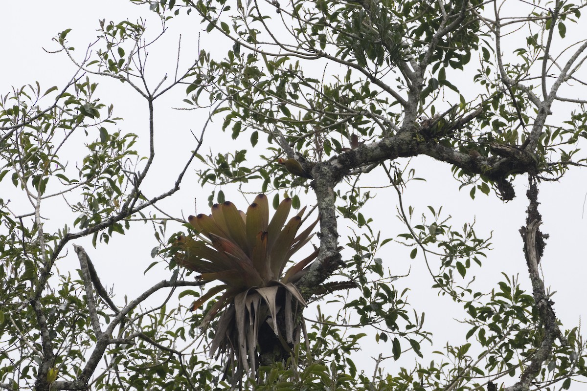 Altın Kaşlı Ağaçkakan - ML645567619