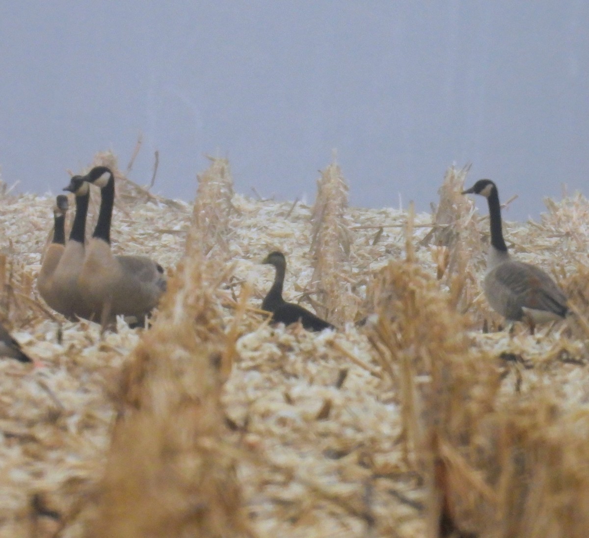 Ahate iluna - ML645567621