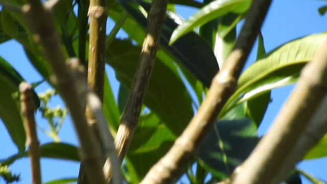 Paseriformea sp. - ML645567623