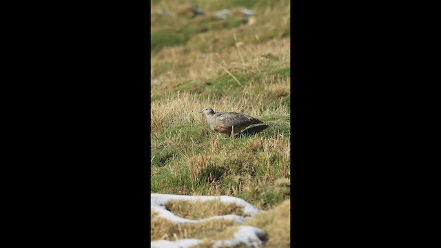 Rufous-bellied Seedsnipe - ML645567625