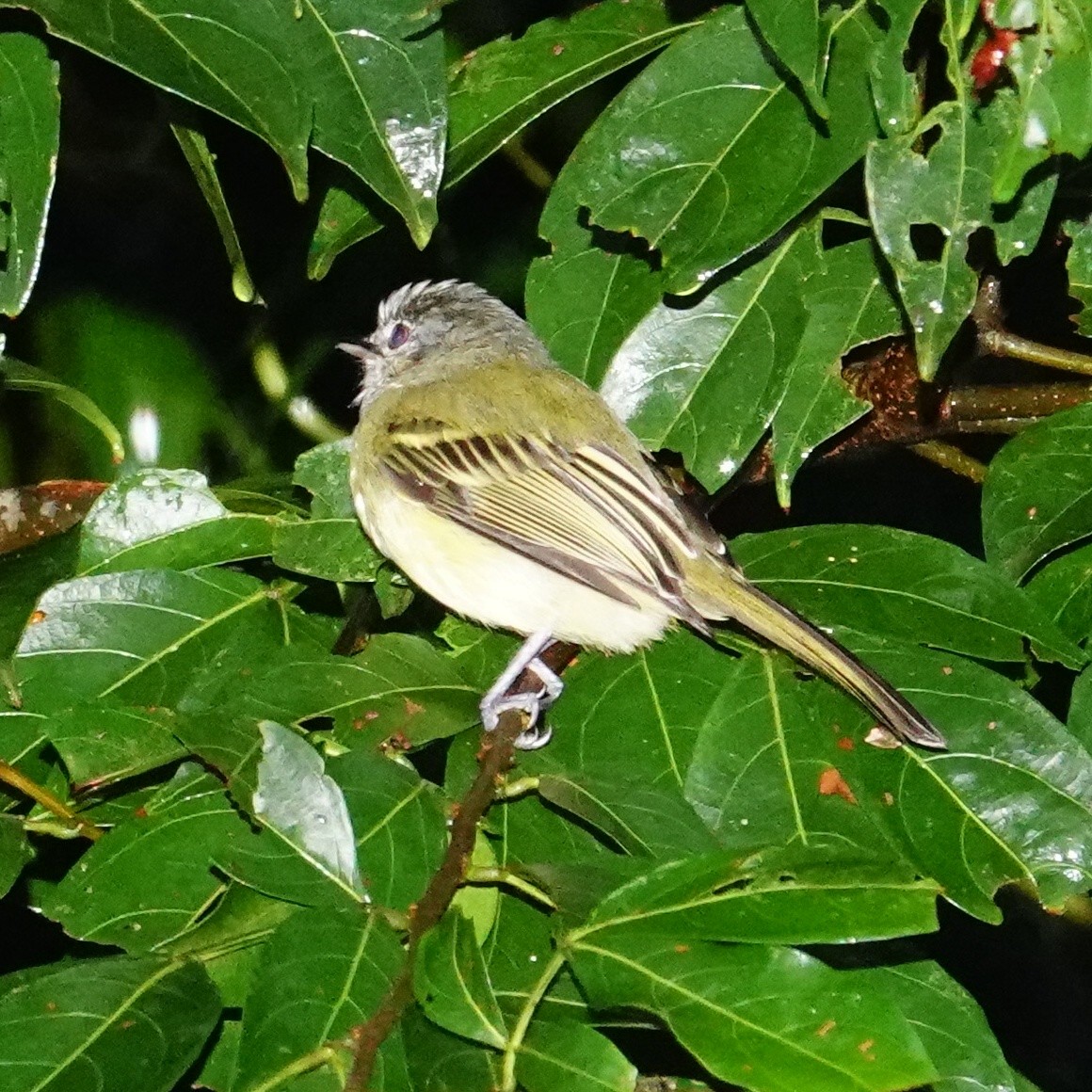 Yellow-olive Flatbill - ML645567626