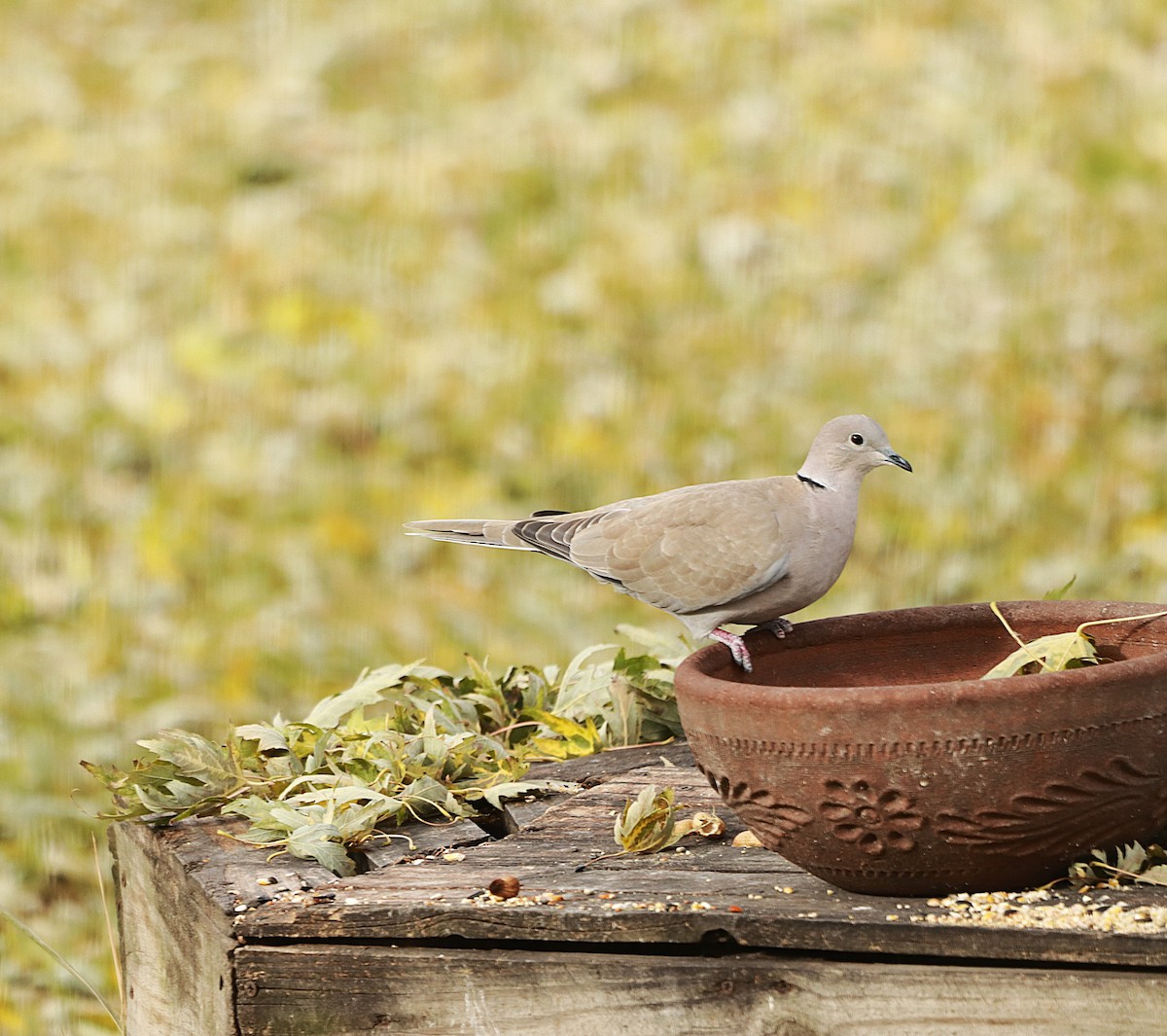 Usapal turkiarra - ML645567627