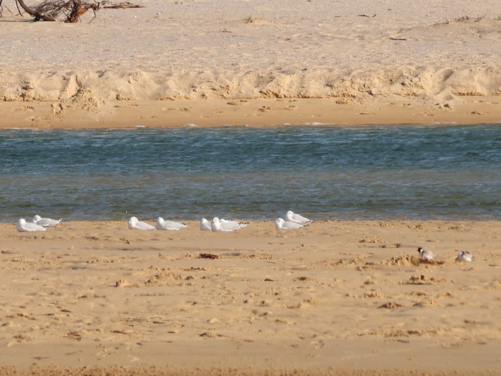 Hooded Plover - ML645567628