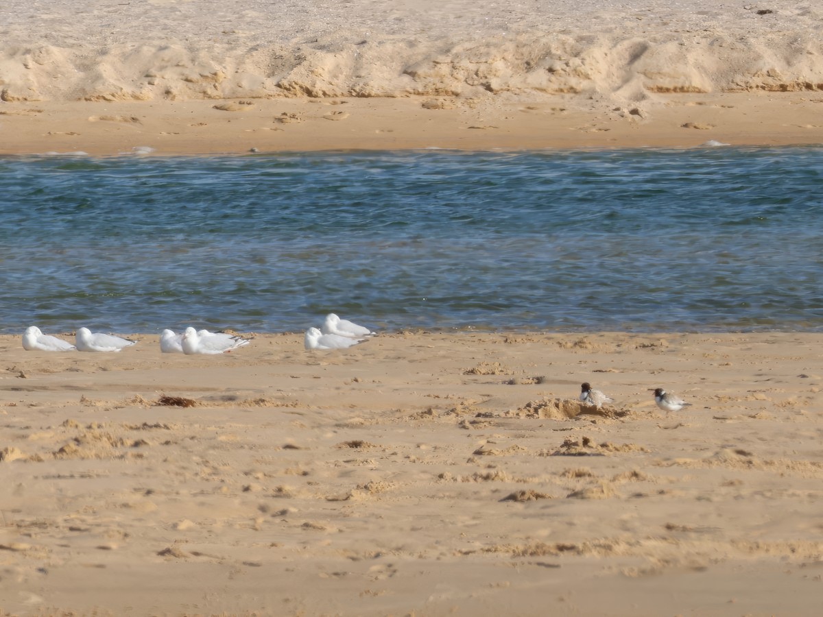 Hooded Plover - ML645567629