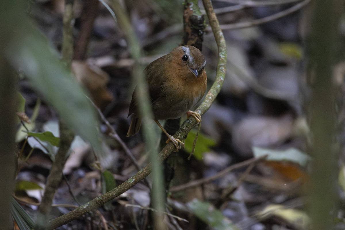 Rufous Gnateater - ML645567630