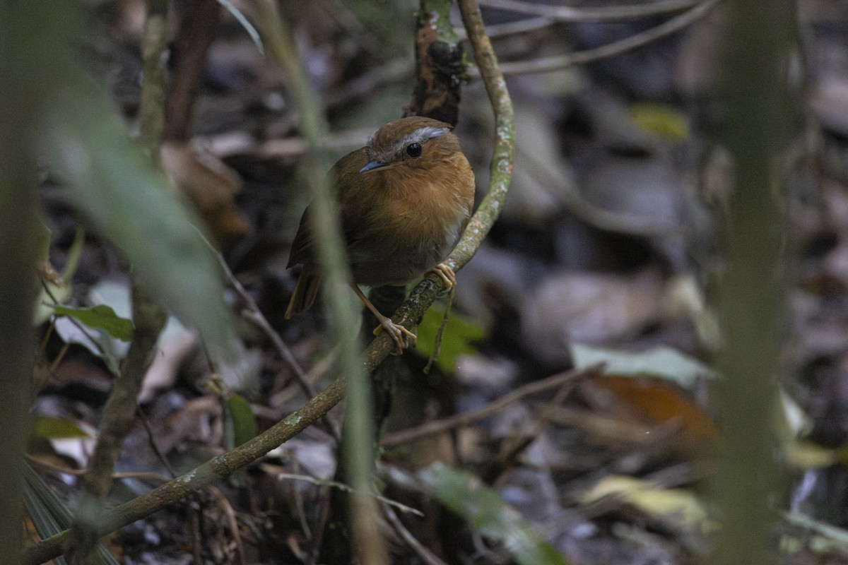 Rufous Gnateater - ML645567631