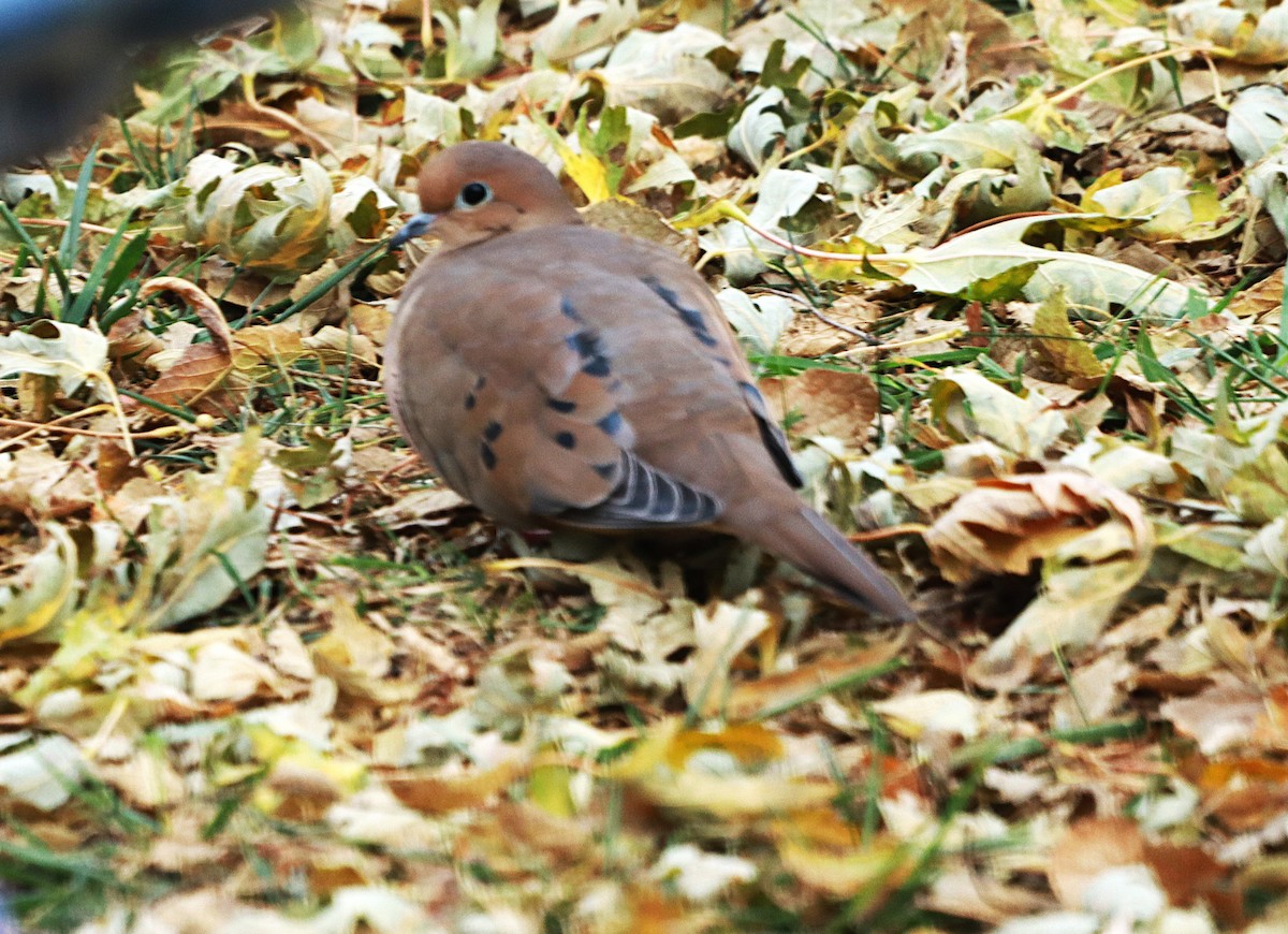 Zenaida arrunta - ML645567632