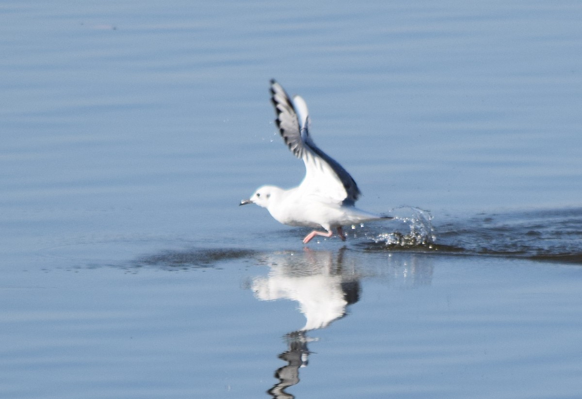 Bonaparte antxeta - ML645567633