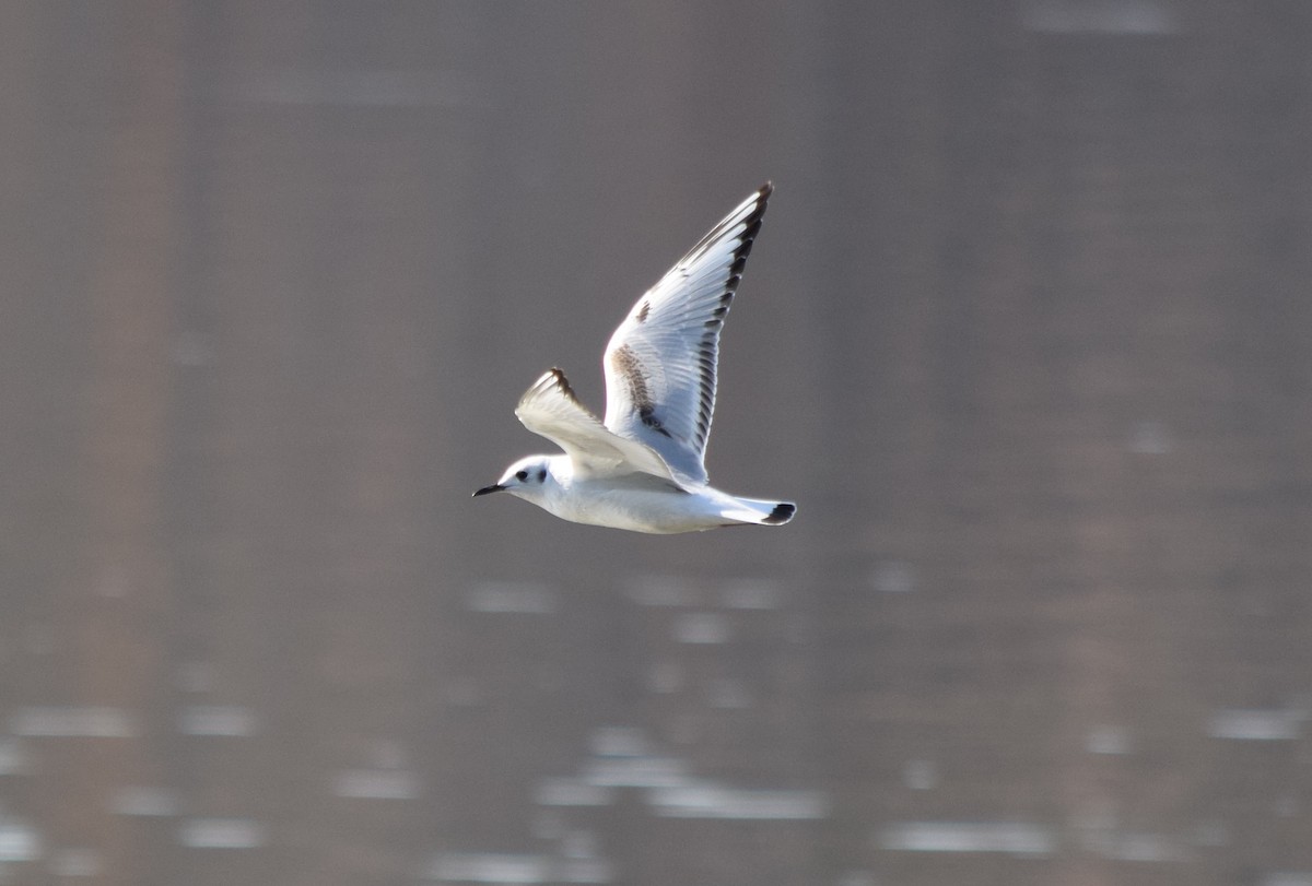 Bonaparte antxeta - ML645567634