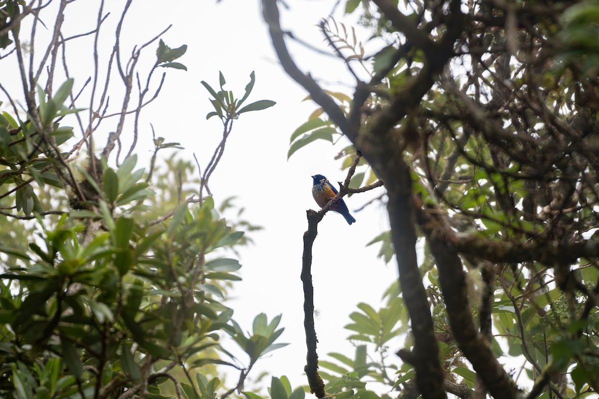 Spangle-cheeked Tanager - ML645567635