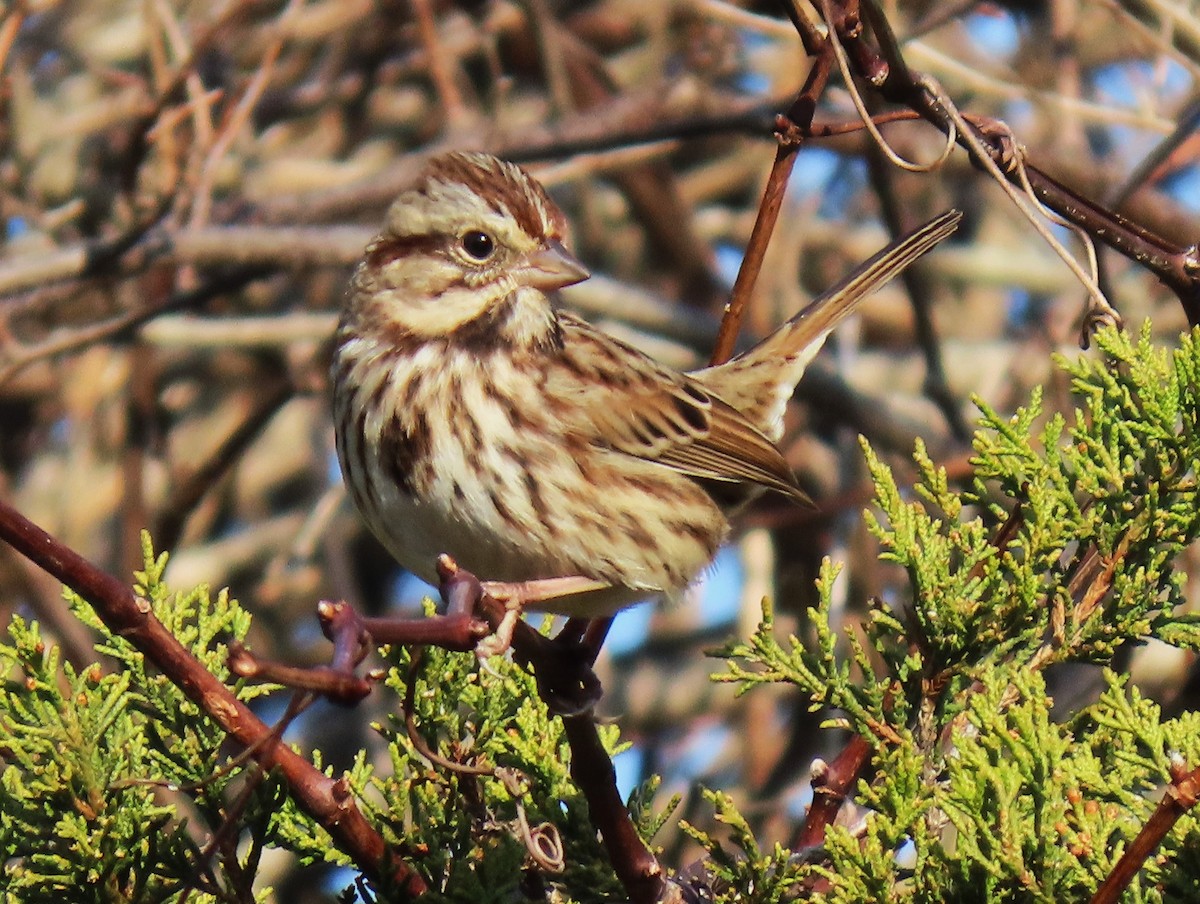 Song Sparrow - ML645567636