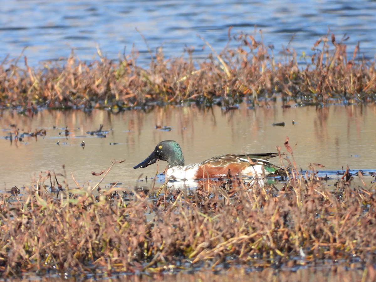 Ahate mokozabal zuria - ML645567637