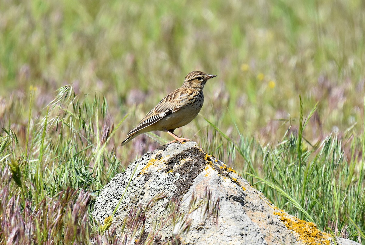 Pirripioa - ML645567638