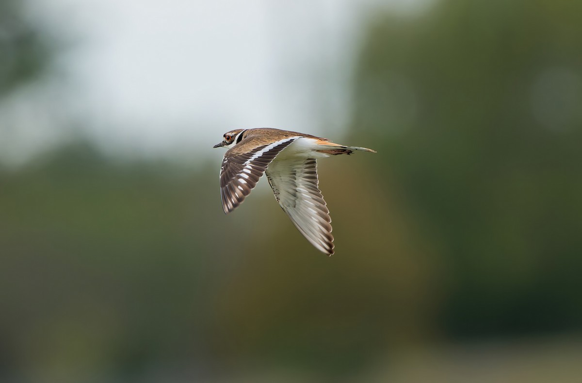 Kildir txirritxoa - ML645567640