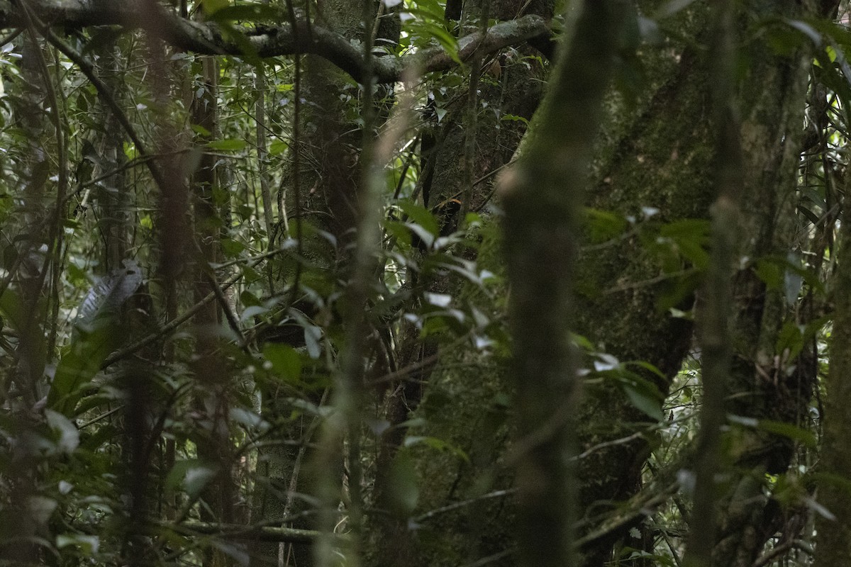 Rufous-capped Antthrush - ML645567641