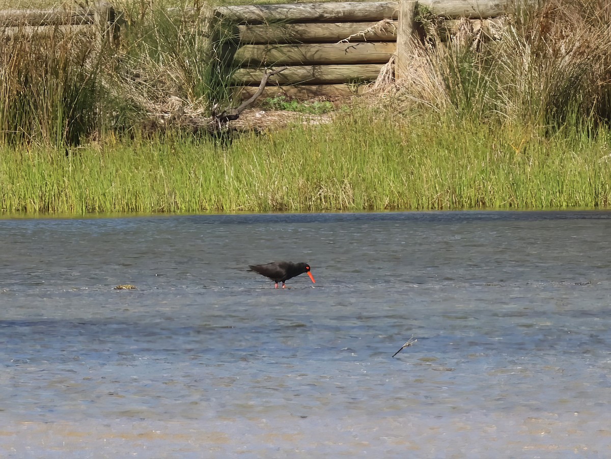 Itsas mika beltz australiarra - ML645567642