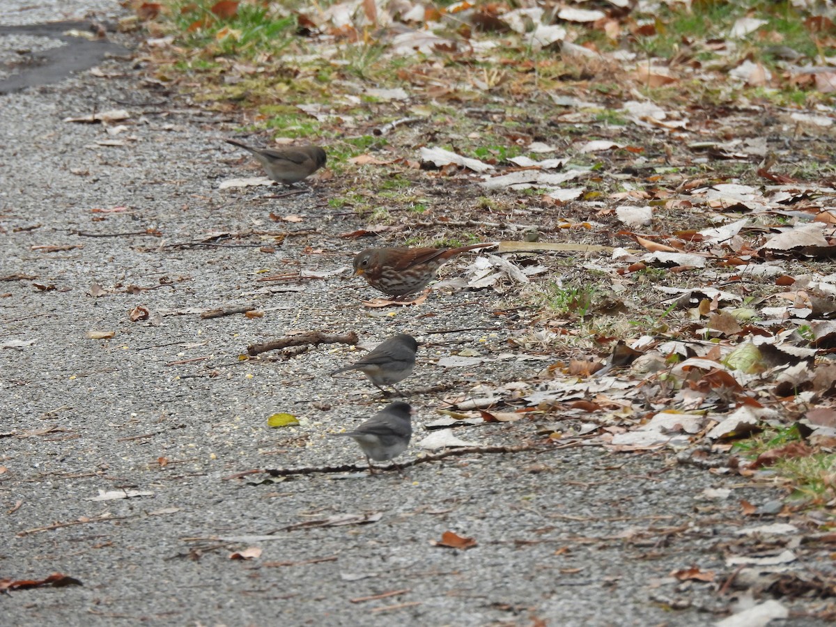 Fox Sparrow - ML645567643