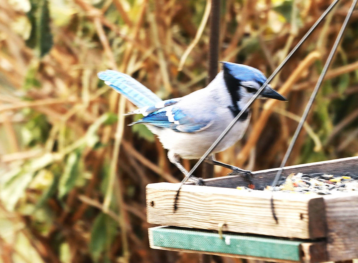 Blue Jay - ML645567644