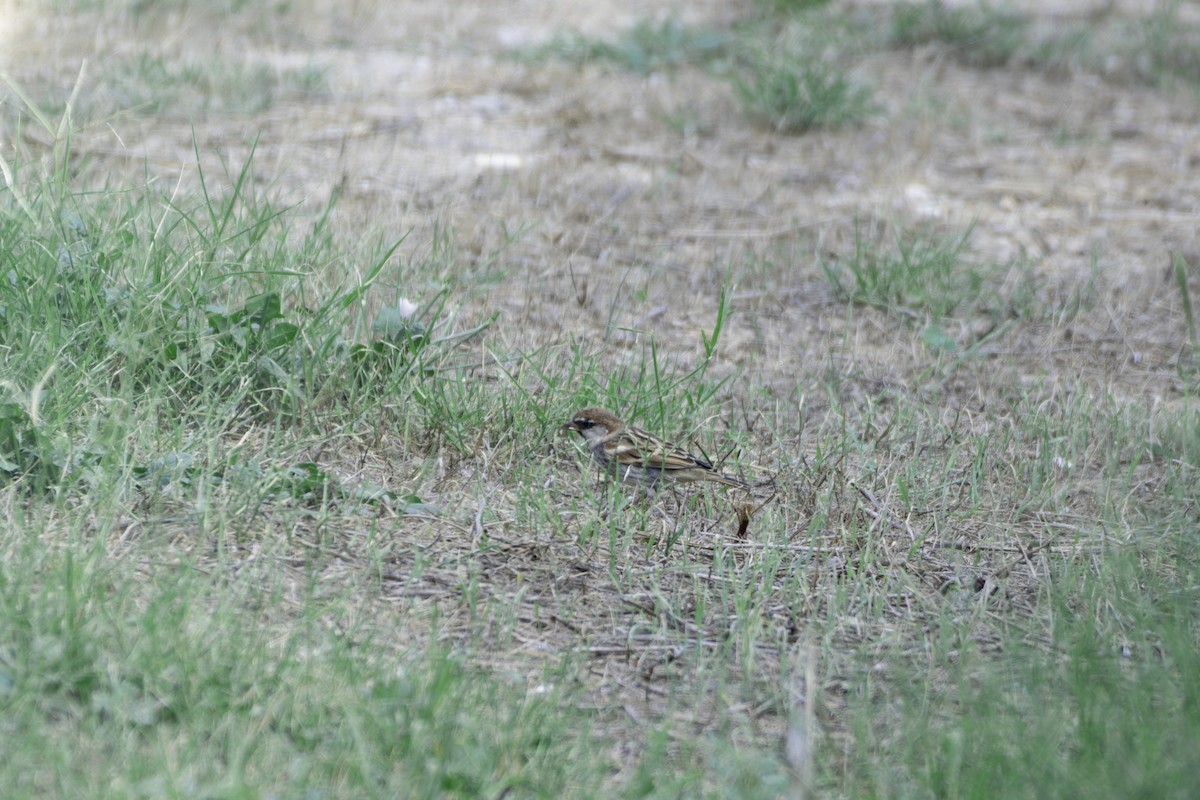 Txolarre iluna - ML645567645