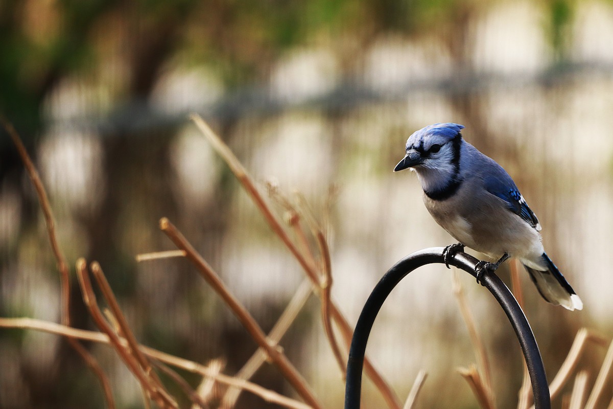 Blue Jay - ML645567646
