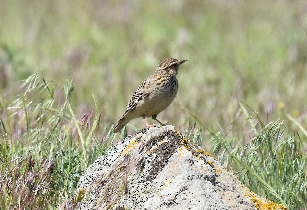 Pirripioa - ML645567647