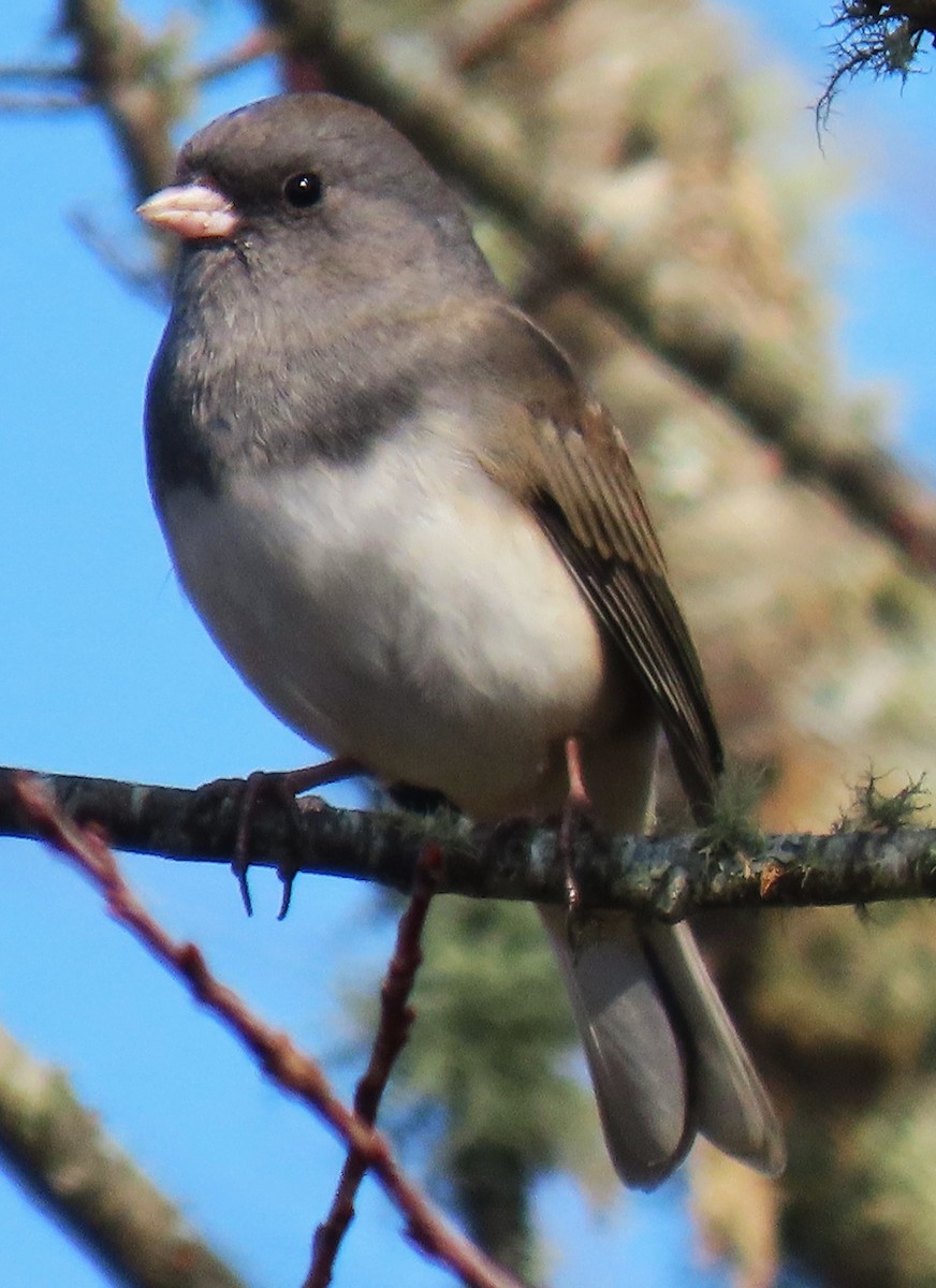 Dark-eyed Junco - ML645567649
