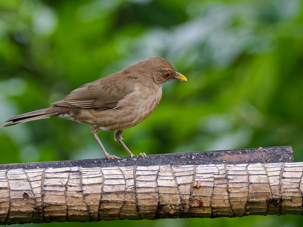 Ecuadorian Thrush - ML645567651