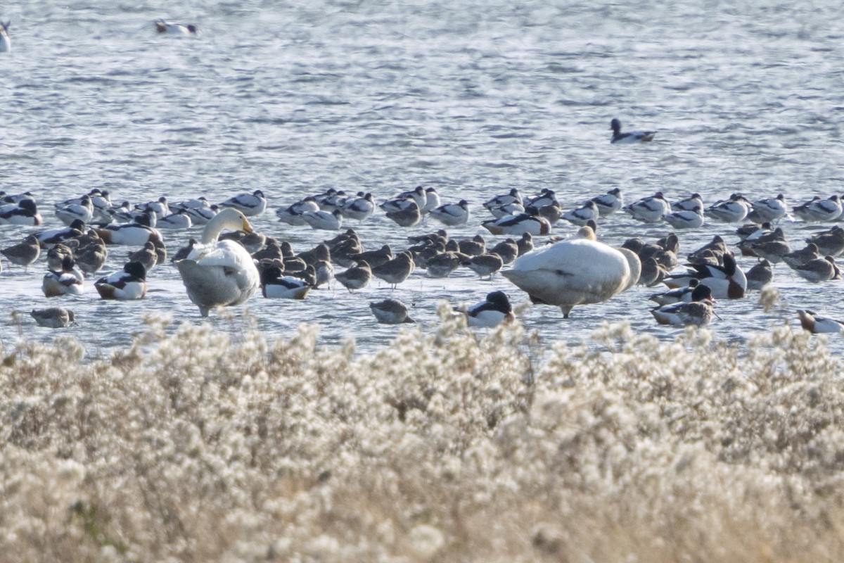 Whooper Swan - ML645567652
