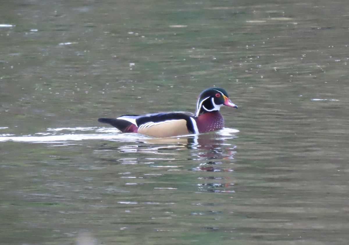 Wood Duck - ML645567654