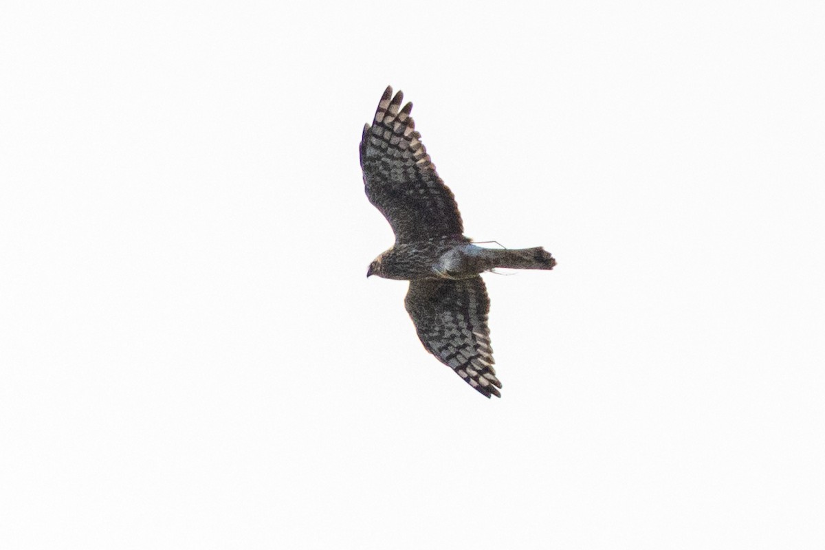 Hen Harrier - ML645567656