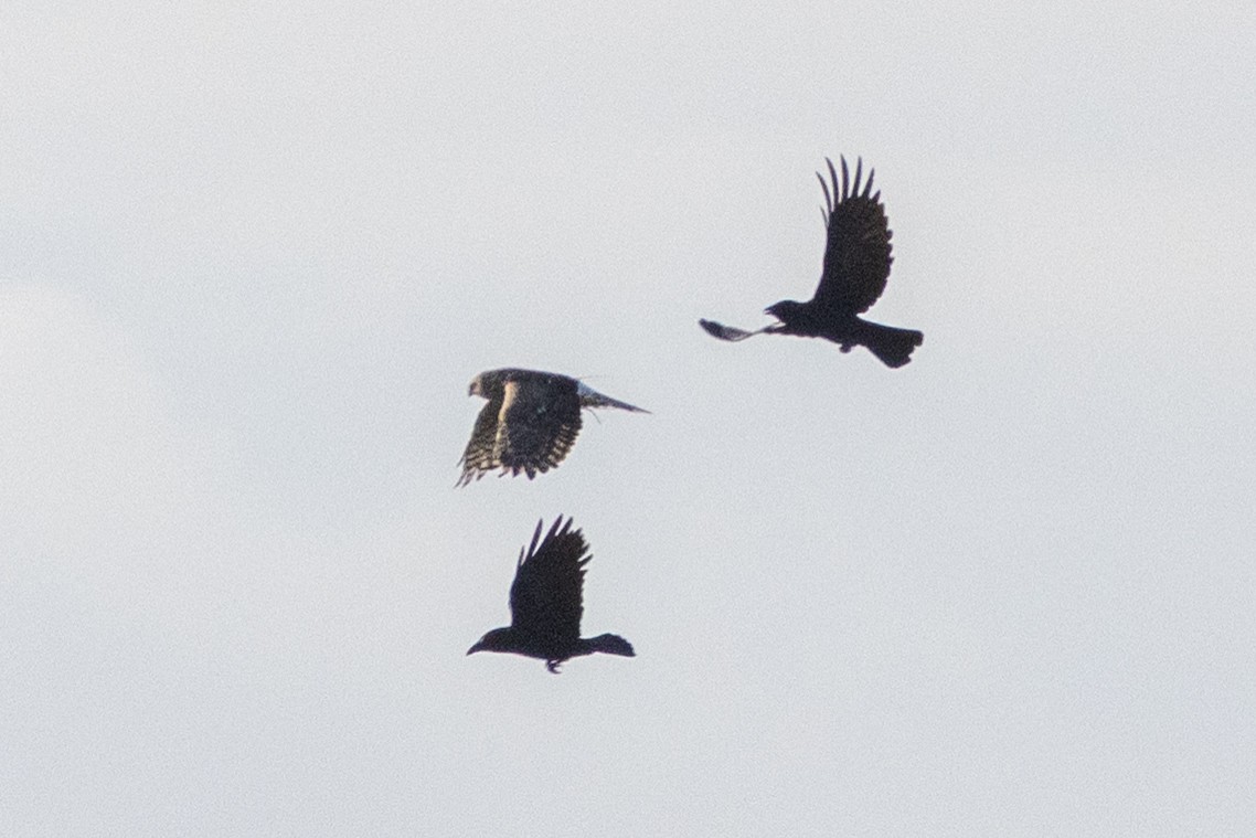 Hen Harrier - ML645567657