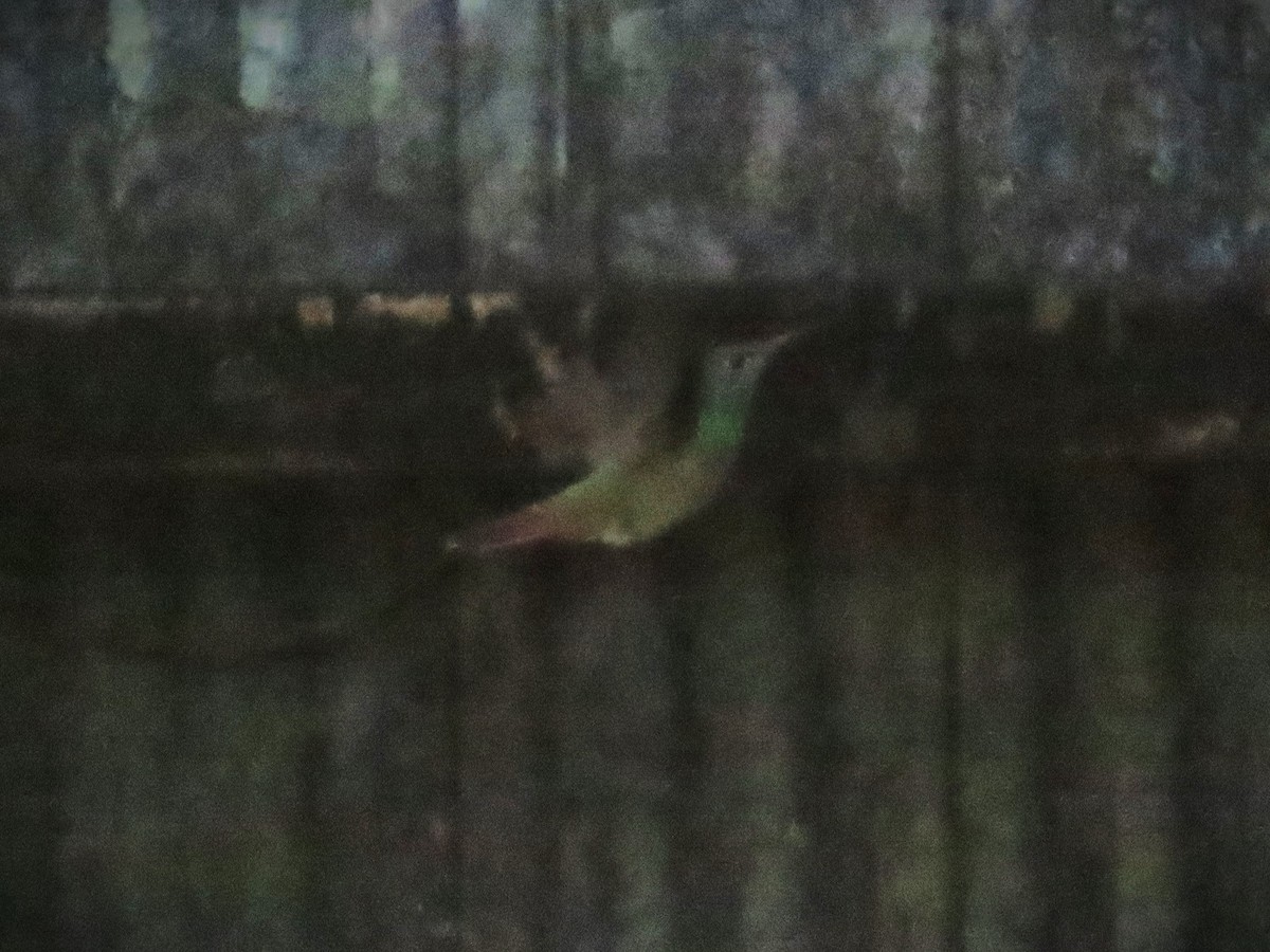 Buff-bellied Hummingbird - ML645567658