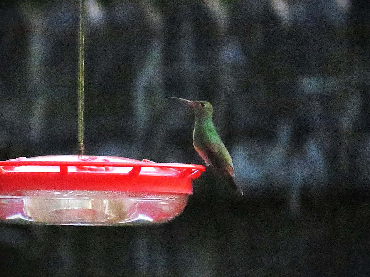 Buff-bellied Hummingbird - ML645567659