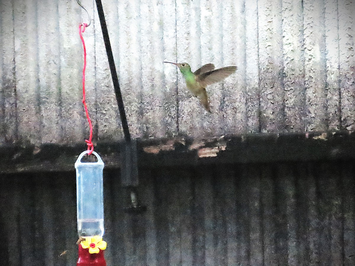 Buff-bellied Hummingbird - ML645567662