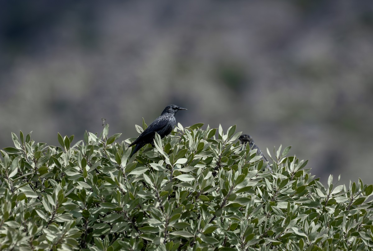 זרזיר שחור - ML645567693