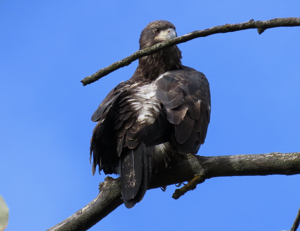 Bald Eagle - ML645567700