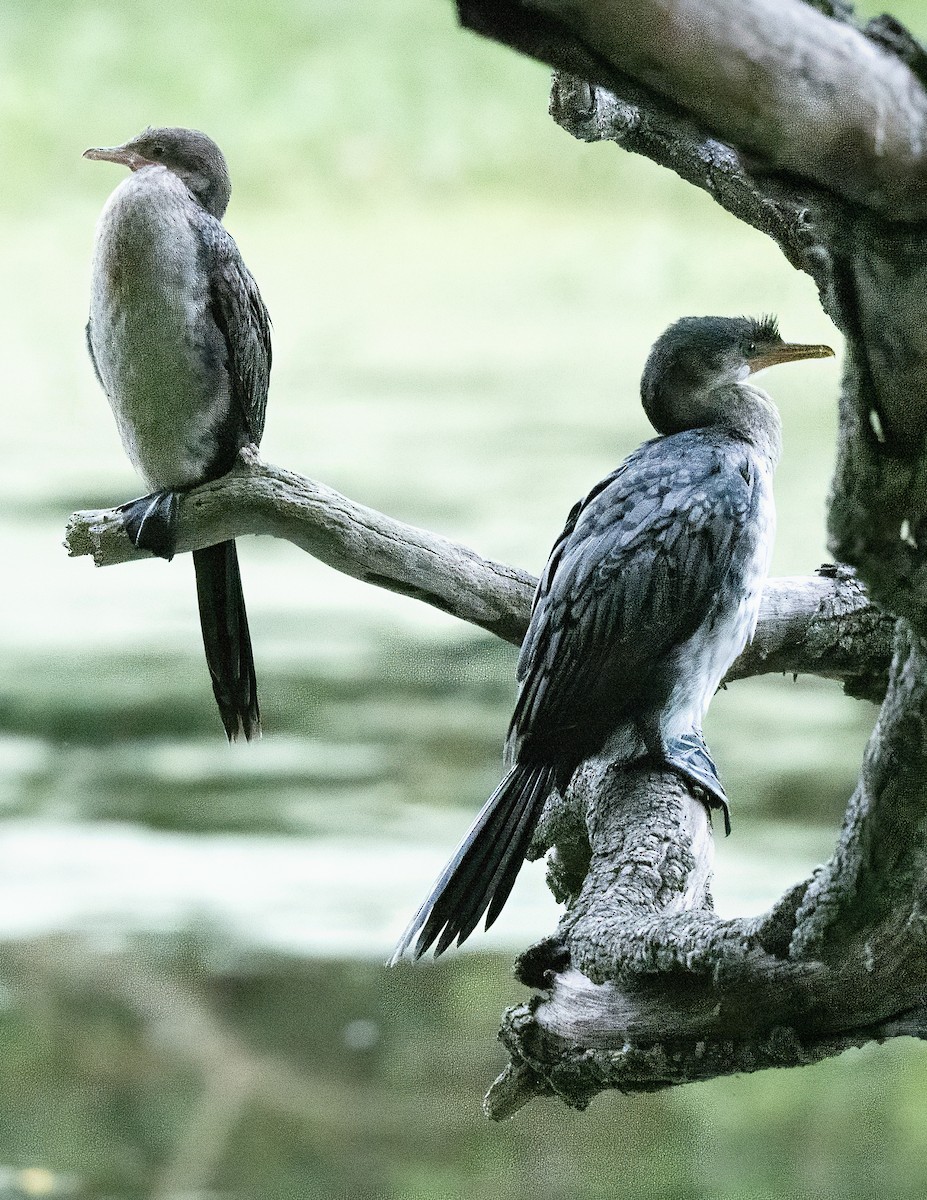 kormorán dlouhoocasý - ML645567706