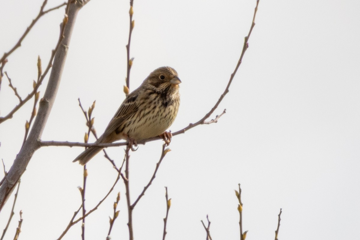 Corn Bunting - ML645567712